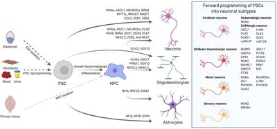 Transcription Factor-Based Fate Specification and Forward Programming for Neural Regeneration